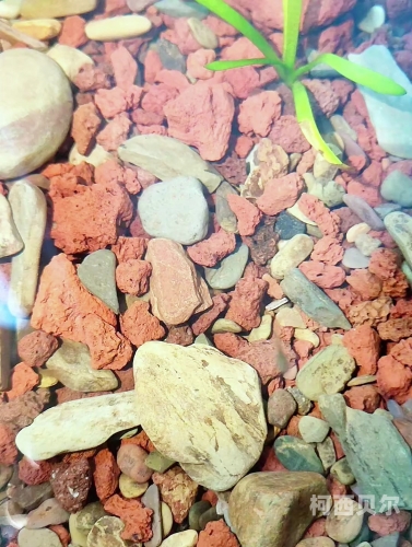 全面解析火山石幼龙，珍稀宠物的秘密世界火山石幼龙成就攻略