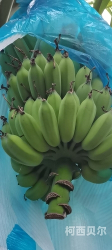 香蕉伊蕉伊中文在线观看