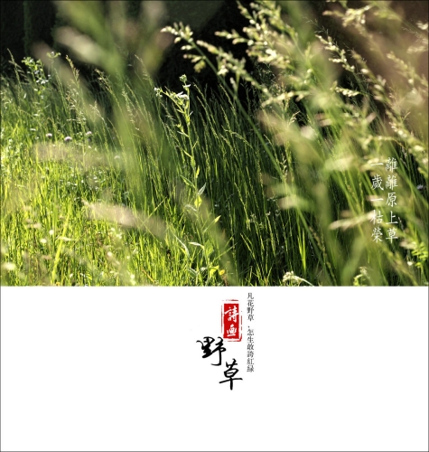 91精品欧美综合在线野草社区，探索多元文化与交流的自由天地