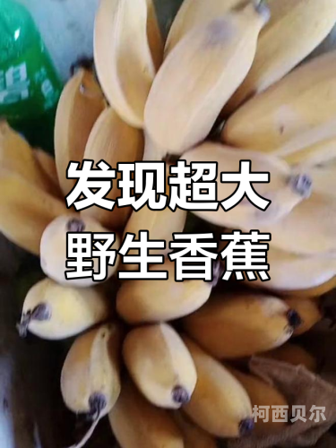 香蕉亚洲一级国产欧美香蕉亚洲，国产与进口的多元文化融合