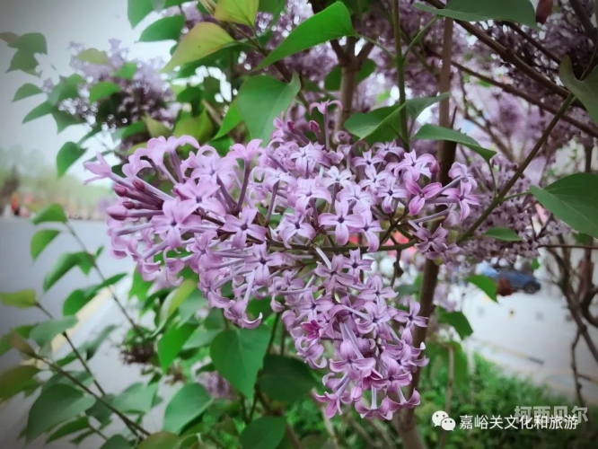 五月丁香婷中文五月丁香婷，新闻资讯网站中的特色角色设定