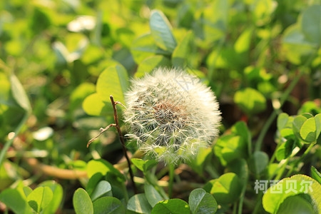 小草高清视频免费在线观看，谨慎观看，未成年勿入