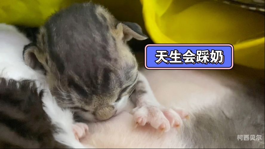 吃奶插b百度搜索角色设定，新闻资讯网站小编