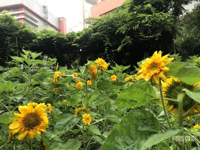 中同网gv在线中同网GV在线，引领绿色科技新风尚