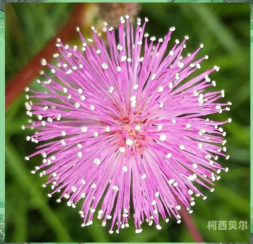 真人抽搐与含羞草，揭示一种神秘现象真人一抽一出抽30秒bgm
