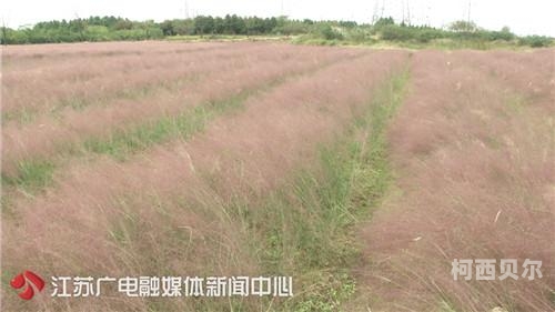 青草社中文字幕在线青草社中文字幕在线，新闻资讯网站解读