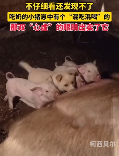55午夜色夫妻，温馨家庭背后的故事