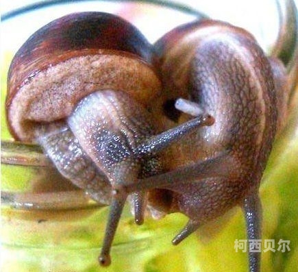 欧美性交新趋势，探索性交背后的文化与心理欧美性交XXx巨大