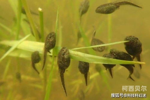 亚洲成人在线蝌蚪网，探索成人娱乐新领域
