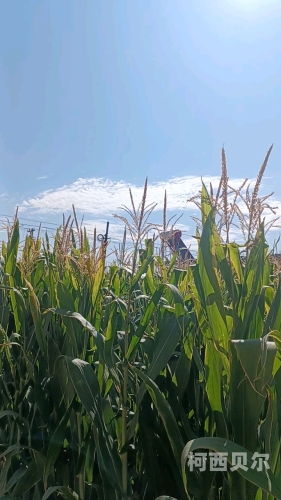 玉米地遇上老头的惬意时光，玉米丰收背后的故事玉米地少